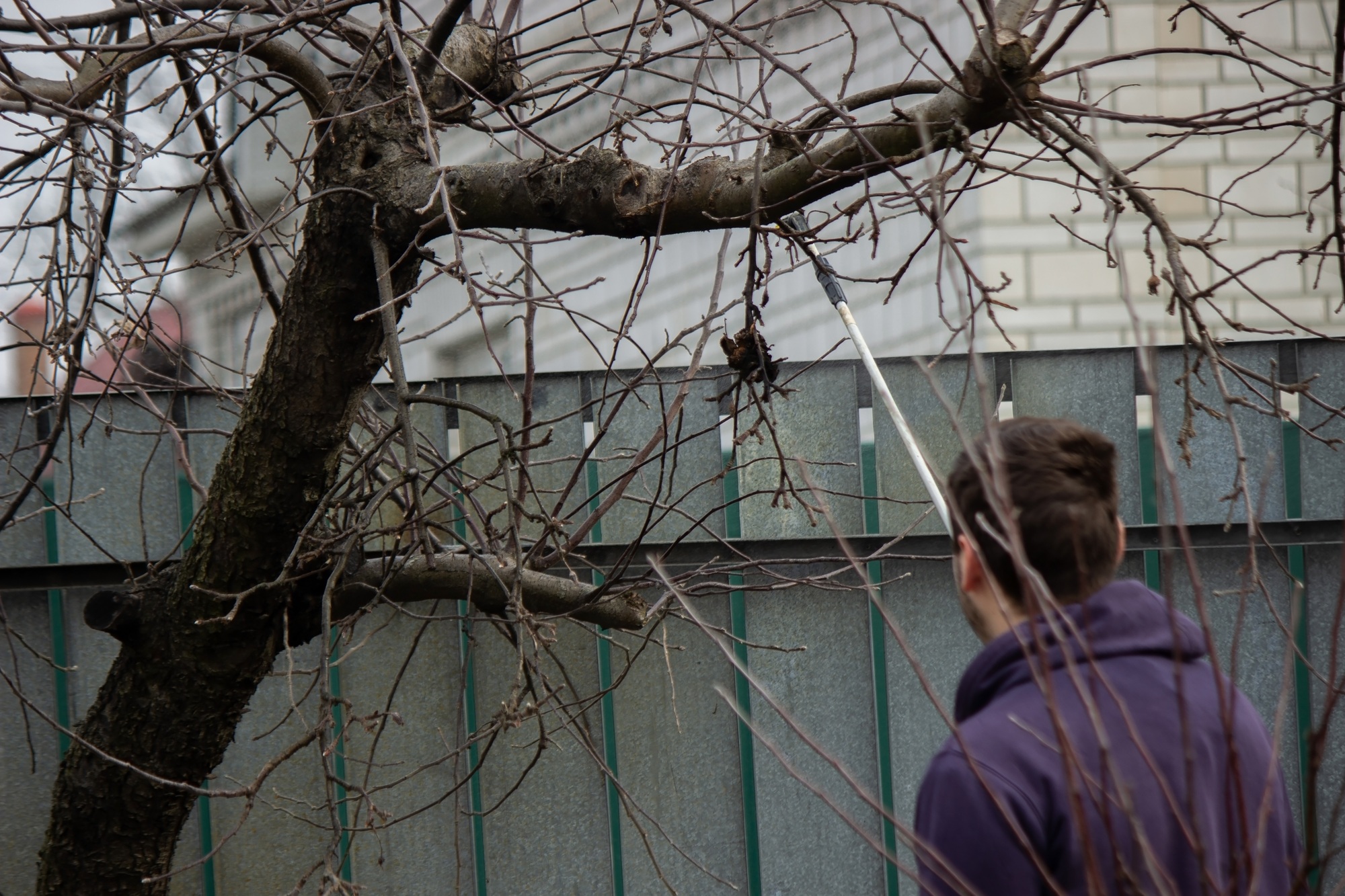 A farmer sprays a flowering fruit tree against plant diseases and pests.